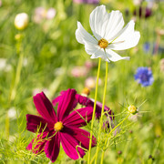 Cosmea, wilde bloeme