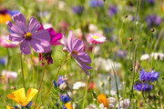 Cosmea, wilde bloeme