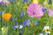 Lavatera, wilde bloe