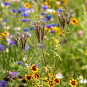 Phacelia, bijenvoer,