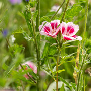 Godetia, zomerazalia