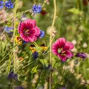 Drielobbige Malope, 